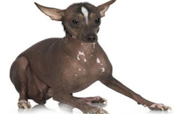 Un chien fer en Martinique