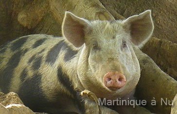 Cochon créole en Martinique
