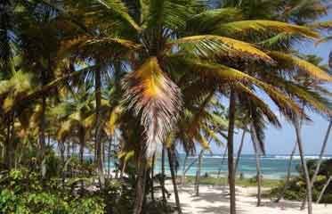 Rangée de cocotiers sur une plage de Martinique