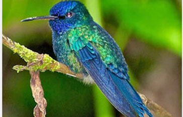 Colibri à tête bleue
