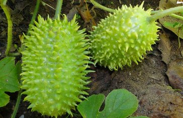 Concombre des Antilles en Martinique