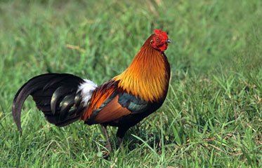 Un coq coq gros-sirop en Martinique