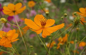Cosmos sulfureux en Martinique
