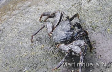 Un crabe Zagaya