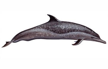 dauphin-tachete-martinique.jpg