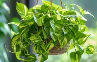 Feuille panachée de Pothos doré