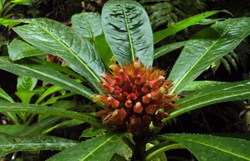 fleur-boule-montagne.jpg