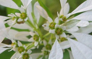 fleurit-noel-euphorbia-leucocephala.jpg