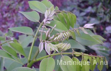 un bourgeon de Gliciridia