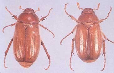 Hanneton en Martinique