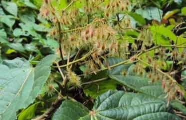 Saint-Sacrement sur les pentes de la Montagne Pelée