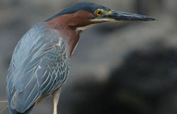 Un héron vert en Martinique