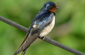 hirondelle à ventre blanc