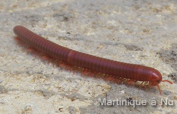 Un iule au Vauclin en Martinqiue