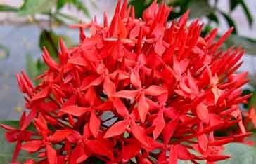 ixora-rouge.jpg