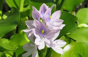 jacinthe d'eau Martinique