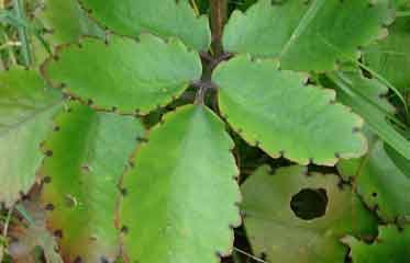 Feuilles de Zèb maltèt (Kalanchoe pinnata)