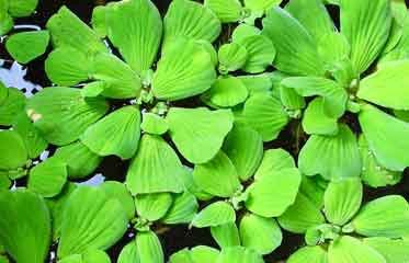 Rosette de Laitue d'eau (Pistia stratiotes) 
