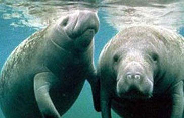 Lamantin des Antilles