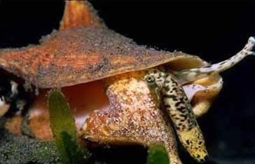 Un lambi en Martinique