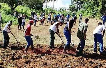 Lasotè Martinique travail agricole collectif nord Martinique