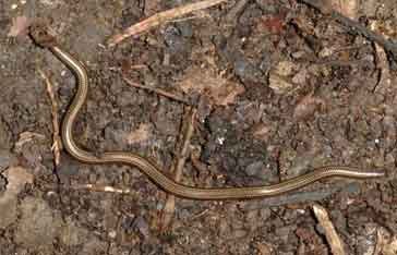 leptotyphlop-a-deux-raies.jpg