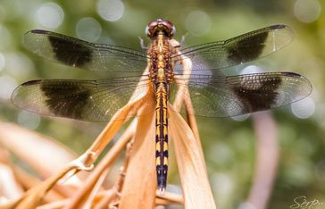 libellula-quadrimaculata.jpg