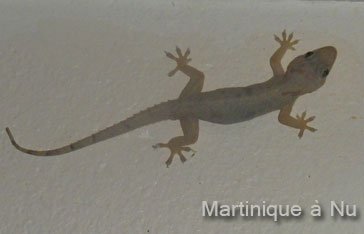 un Mabouya (Thecadactylus rapicauda) chez mes parent au Vauclin