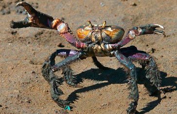 Un Ucides cordatus dans la mangrove du Vauclin