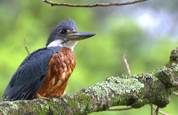Martin-pêcheur à ventre roux