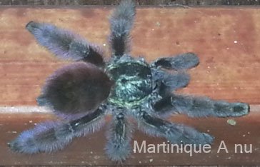 Un matoutou falaise a Absalon en Martinique