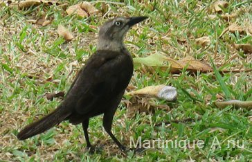 vacher luisant merle de Sainte Lucie