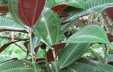 Feuille de Miconia calvescens au revers violacé