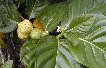 morinda-citrifolia.jpg