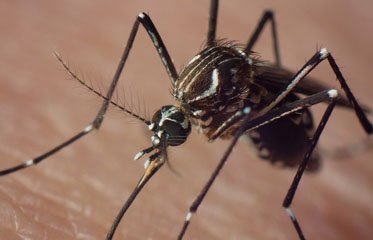 Un moustique aedes aegypti en Martinique