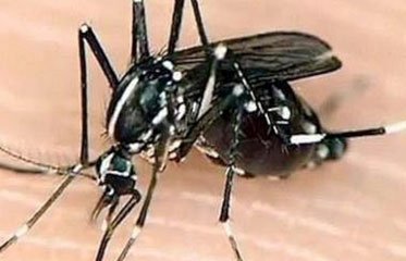 Un moustique tigre en Martinique