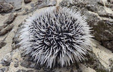 Image d'un oursin blanc en Martinique