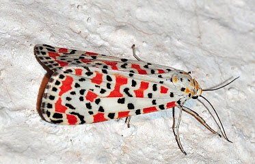 Utetheisa pulchella, papillon de nuit martiniquais