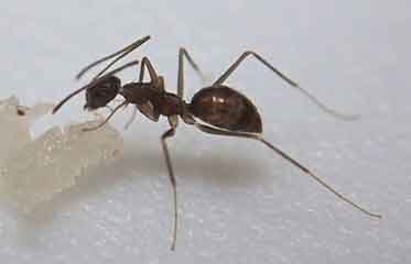 Une fourmi folle noire (paratrechina longicornis)