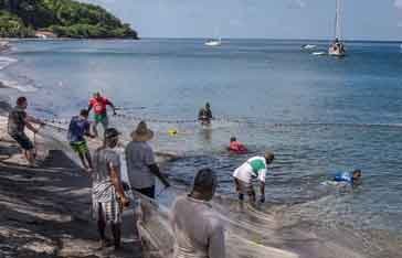 pêche à la senne en Martinique