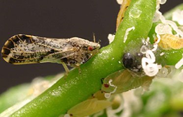 Le psylle, connu sous le nom scientifique de Diaphorina citri