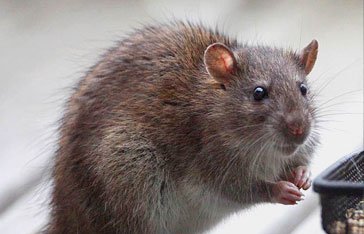 rat-egout.jpg