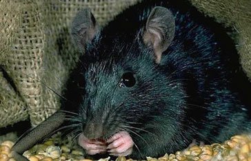 Un rat Rat noir en Martinique