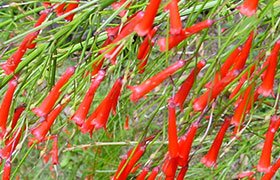 russelia-aquisetiformis.jpg