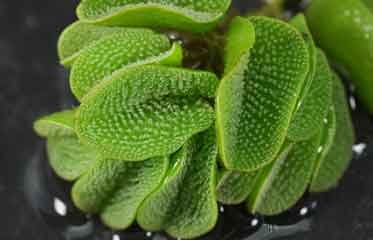 Tapis dense de Salvine géante (Salvinia molesta) 