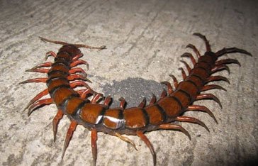 Un scolopendre en Martinique