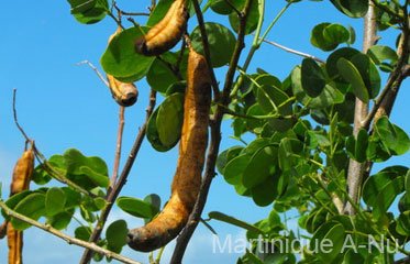 Branches fleuries de Senna bicapsularis, arbuste sauvage à gousses sucrées