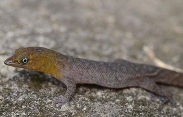 Sphérodactyle de Saint-Vincent