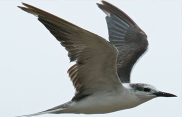 Une Sterne Bridée en Martinique