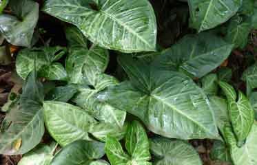 Feuilles vertes en forme de flèche de Syngonium